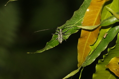Epepeotes uncinatus