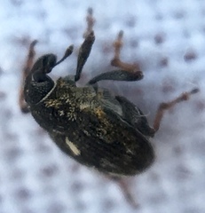 Rhinoncus perpendicularis