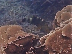 Cheilinus chlorourus