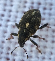 Rhinoncus perpendicularis