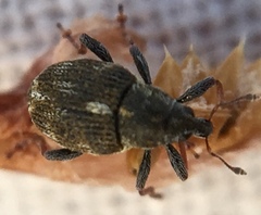 Rhinoncus perpendicularis