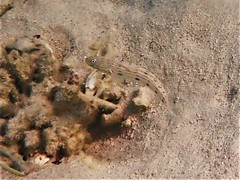 Valenciennea longipinnis