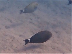 Acanthurus grammoptilus