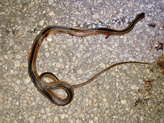 Coniophanes schmidti