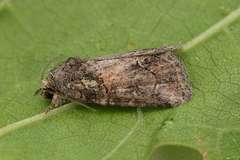 Bryophila tephrocharis