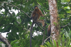 Trachypithecus pileatus