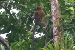 Trachypithecus pileatus