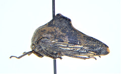 Palonica tremulata