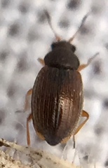Corticarina minuta