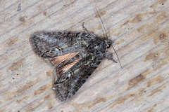 Bryophila raptricula