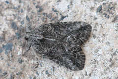 Bryophila raptricula