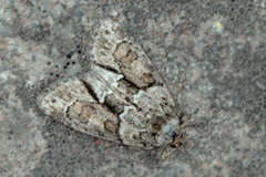 Bryophila raptricula