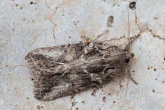 Bryophila raptricula