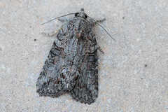 Bryophila raptricula