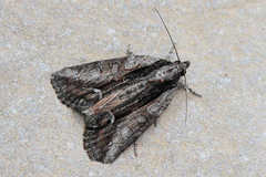 Bryophila raptricula