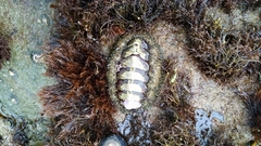Critoniopsis