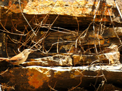 Tarphonomus harterti