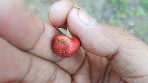 Image of Malpighia diversifolia by (c) Lázaro Israel Rangel Castañeda, some rights reserved (CC BY)