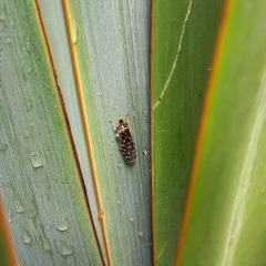 Paraulacizes thunbergi