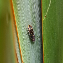 Paraulacizes thunbergi