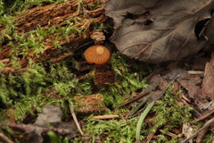 Galerina triscopa