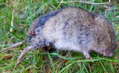 Microtus townsendii
