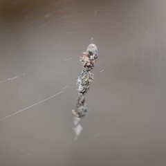 Cyclosa octotuberculata