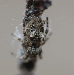 Cyclosa octotuberculata