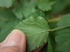 Phragmidium rubi-idaei
