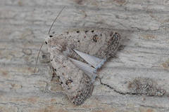 Caradrina kadenii