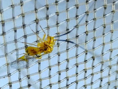 Thyrsophorinae