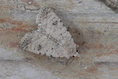 Caradrina kadenii