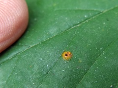 Phragmidium rubi-idaei