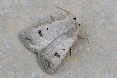 Caradrina kadenii