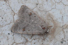 Caradrina kadenii