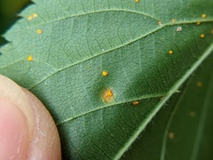 Phragmidium rubi-idaei