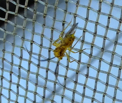 Thyrsophorinae
