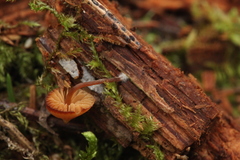 Galerina triscopa