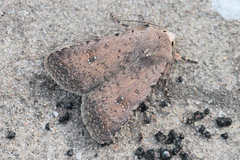 Caradrina minoica