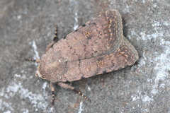 Caradrina minoica
