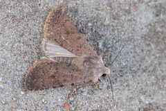 Caradrina minoica
