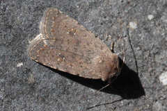 Caradrina minoica