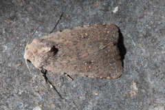 Caradrina minoica