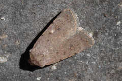 Caradrina minoica
