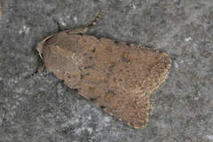 Caradrina minoica