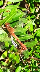 Sympetrum meridionale