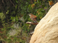 Cinclodes atacamensis