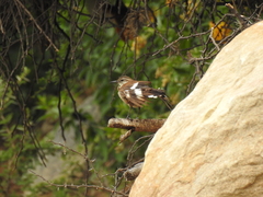Cinclodes atacamensis