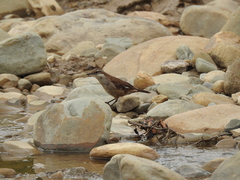 Cinclodes atacamensis