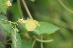 Eurema hecabe
